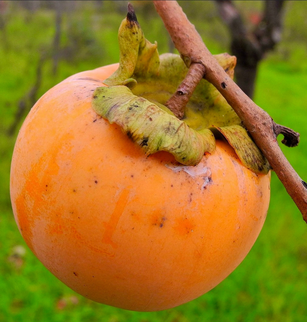 Diospyros kaki ripe orange fruit with green calyx and brown stem outdoors