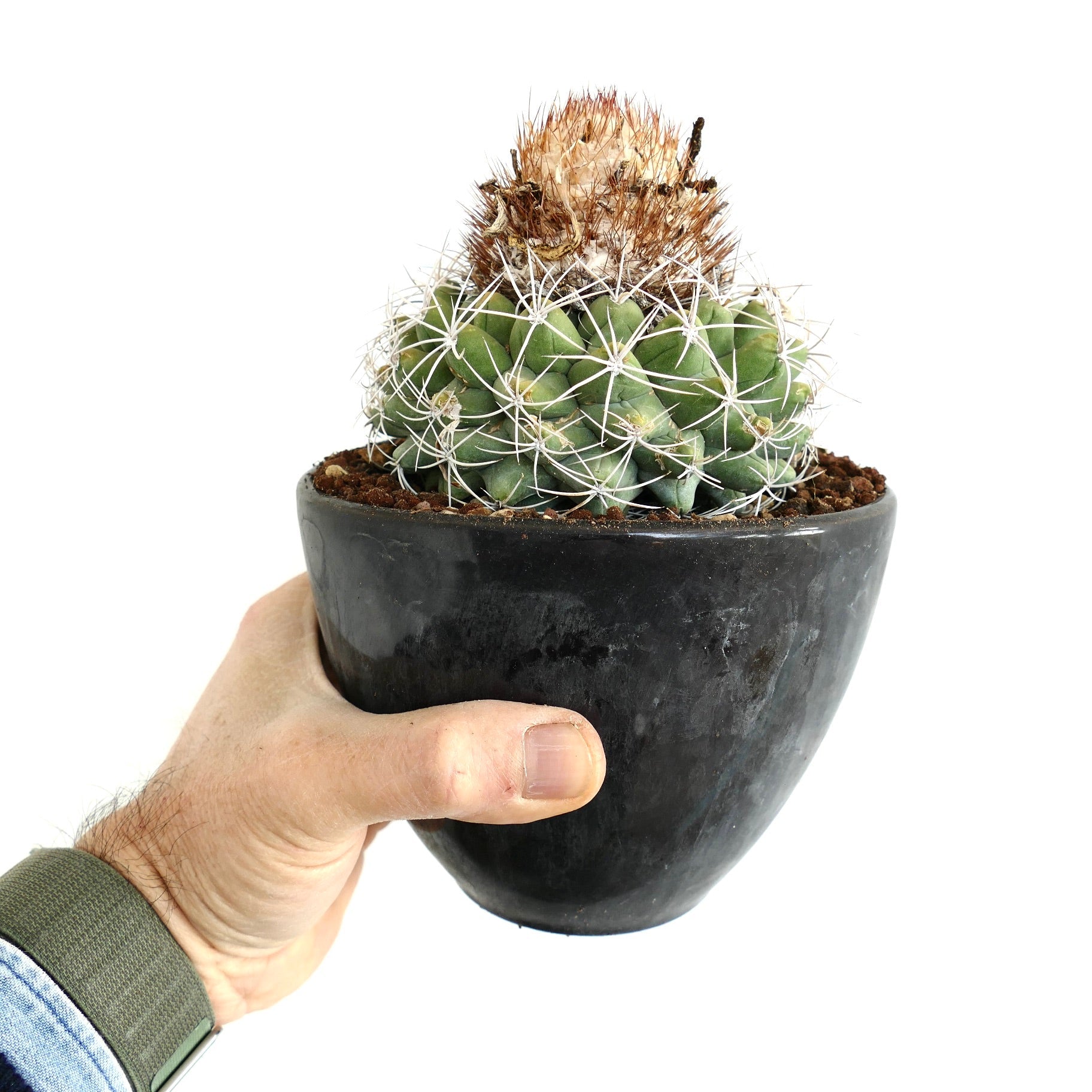 Discocactus boomianus small potted cactus with white spines and brown woolly top