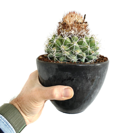 Discocactus boomianus small potted cactus with white spines and brown woolly top