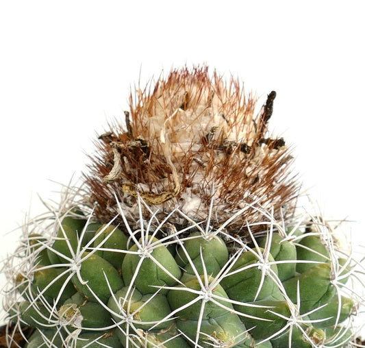 Discocactus boomianus rare cactus with dense white spines and brown woolly apex