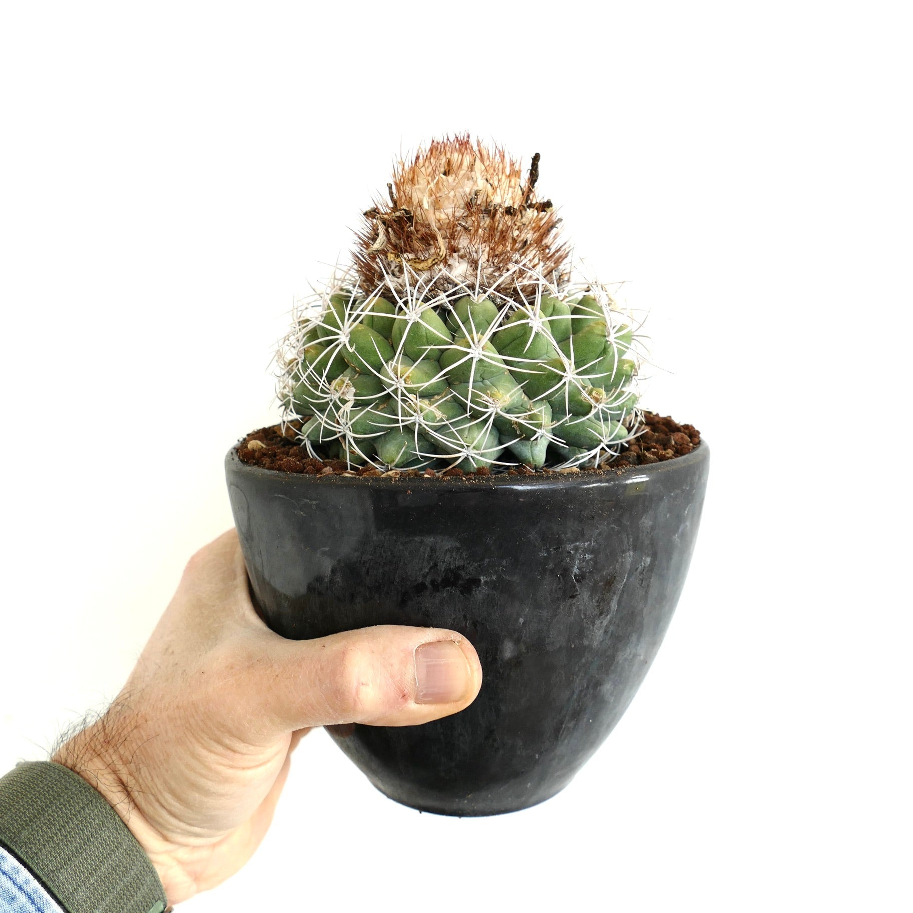 Discocactus boomianus small round cactus with white spines in black pot held by hand