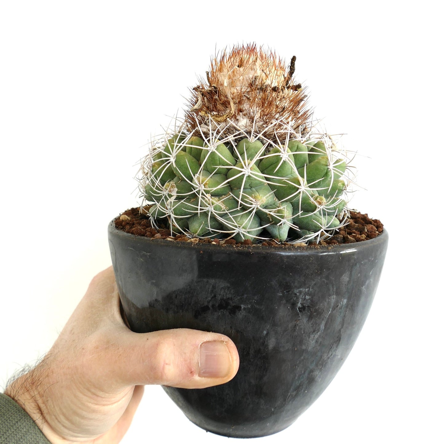 Discocactus boomianus rare succulent cactus with white spines in black pot held by hand