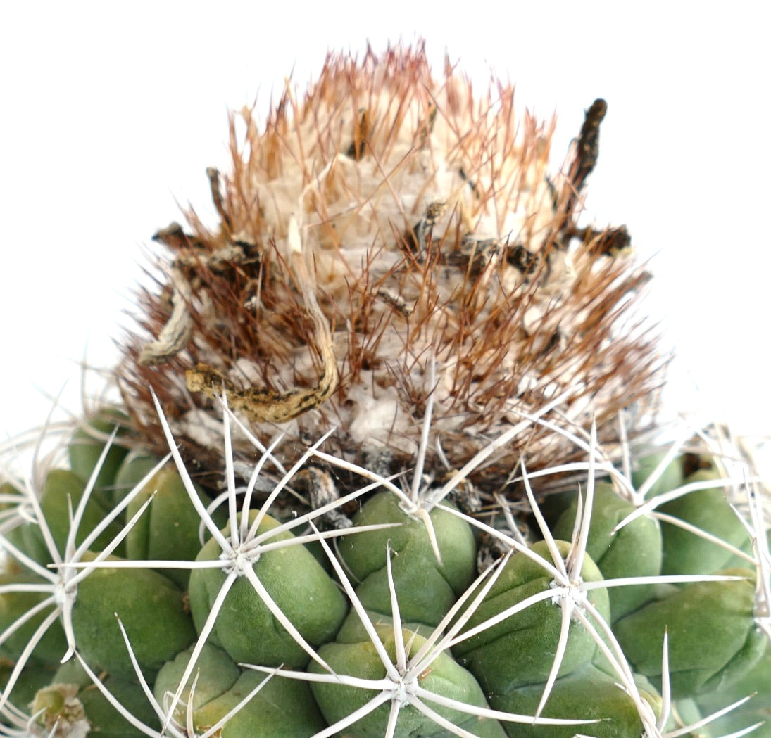 Discocactus boomianus rare cactus with green ribbed body and dense brown spines tuft
