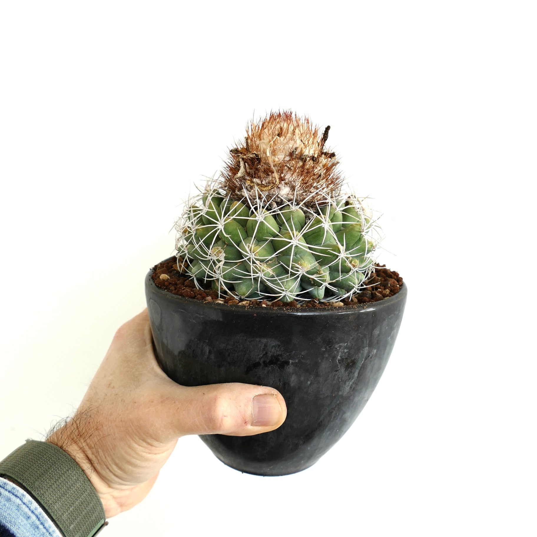 Discocactus boomianus small potted cactus with white spines and brown woolly top