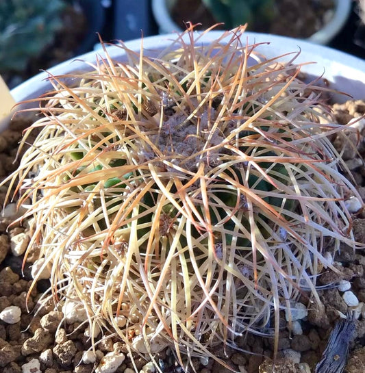Discocactus bahiensis succulent cactus with dense long yellowish spines in potting soil