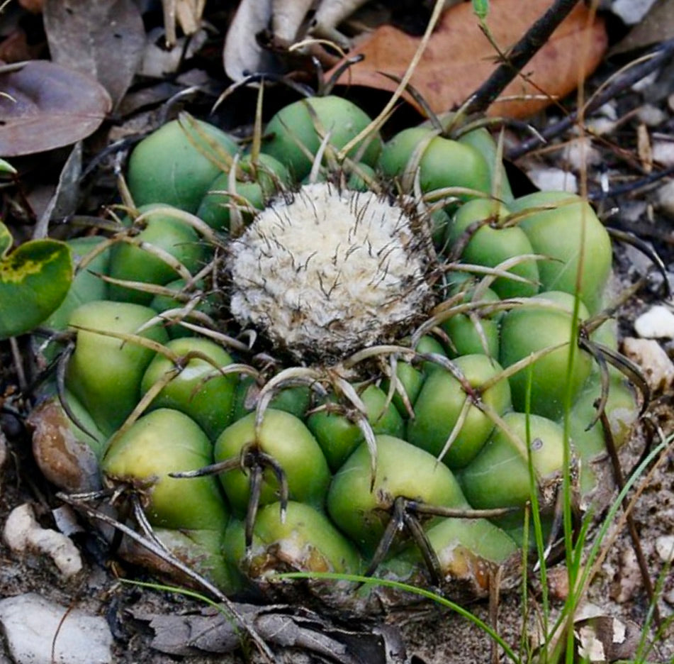 Discocactus catingicola, cactus succulent avec des tubercules verts épais et une aréole centrale laineuse
