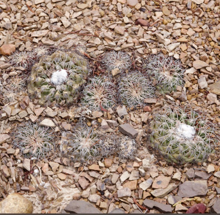 Discocactus gracilis små runde kaktuser med tette hvite pigger og ullaktige sentre på steinete jord