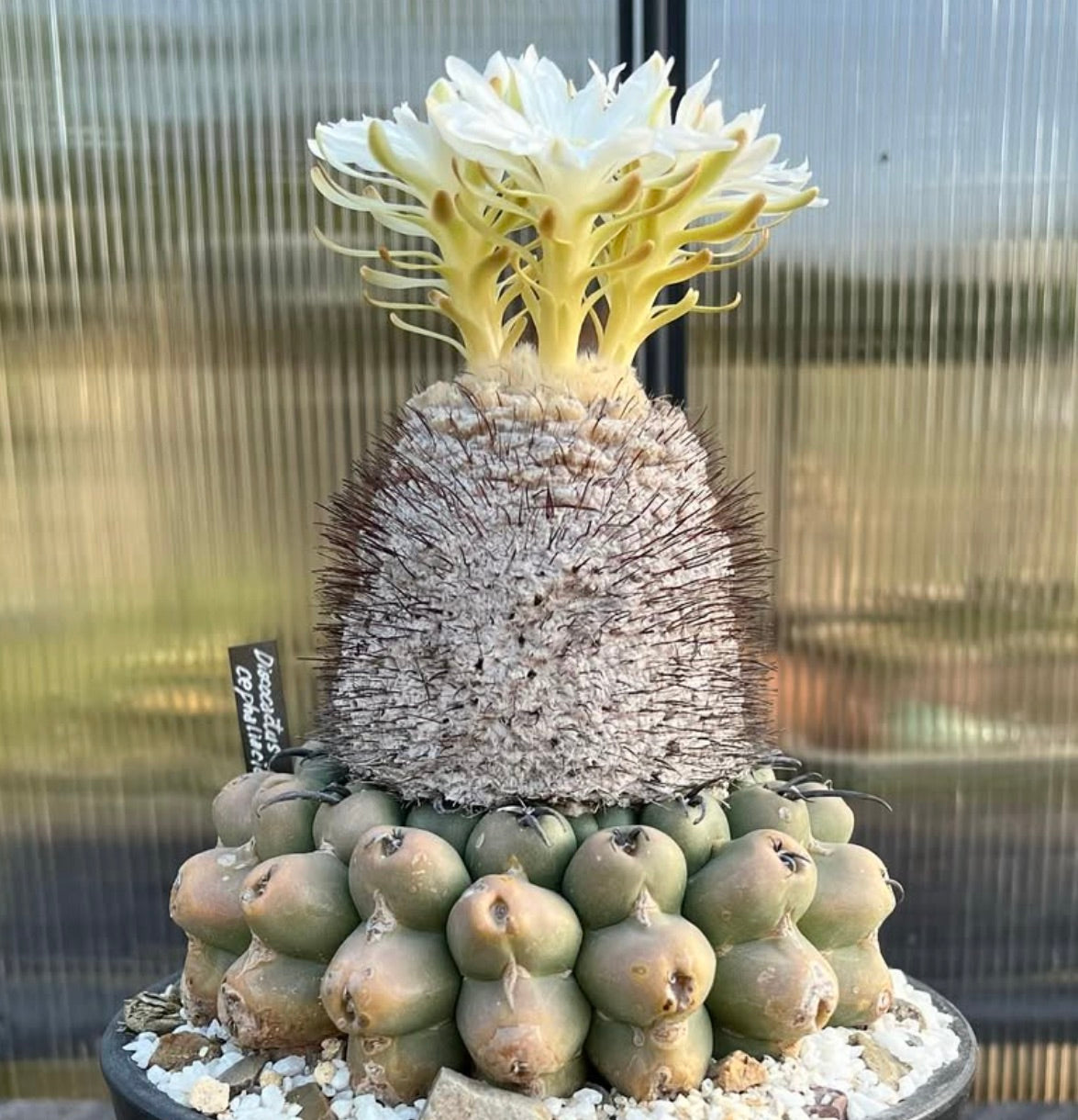 Discocactus heptacanthus seltener Kaktus mit weißen Blüten und stachelig strukturiertem Stängel