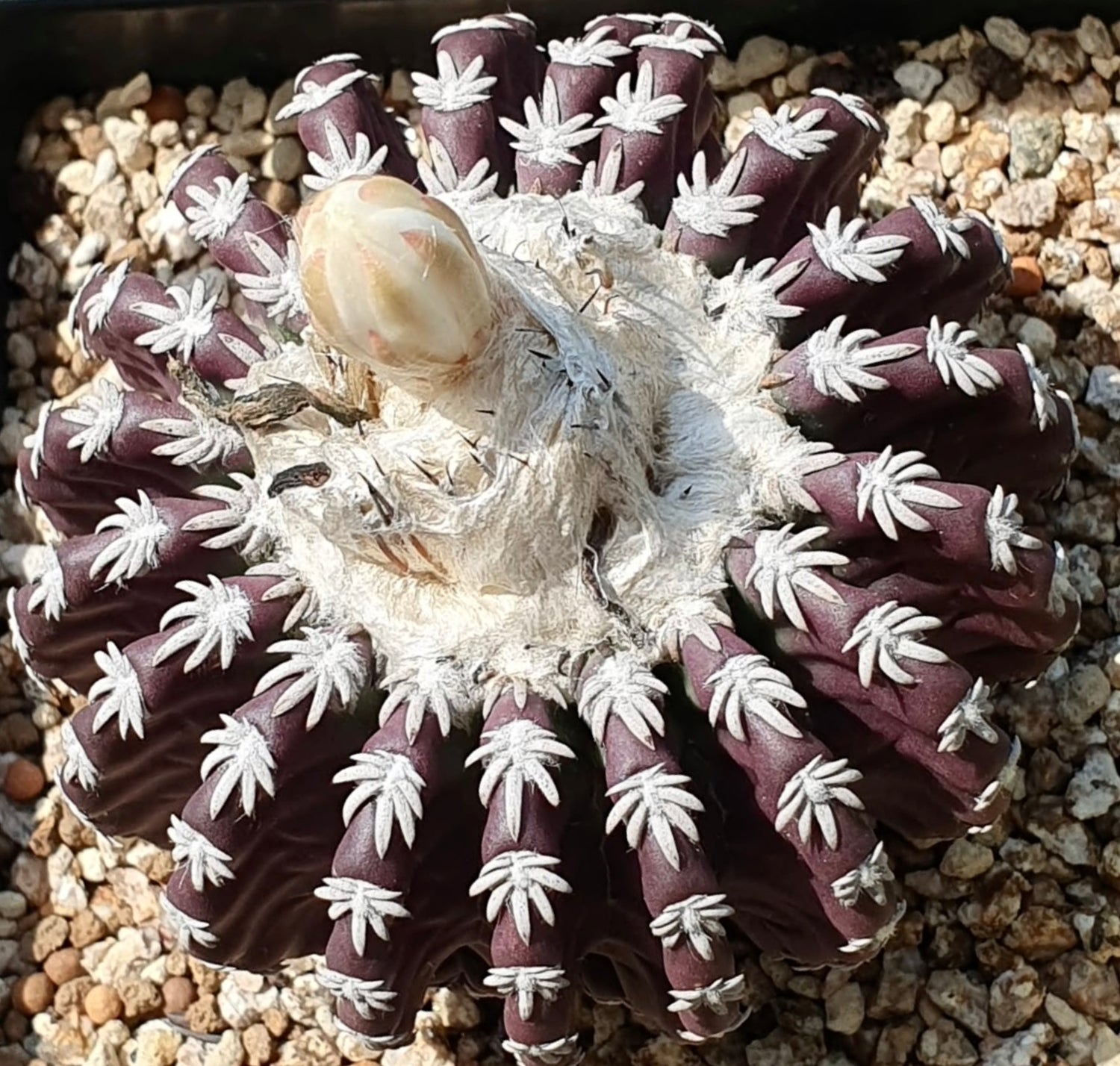 Discocactus horstii rare dark purple cactus with white woolly areoles and developing bud