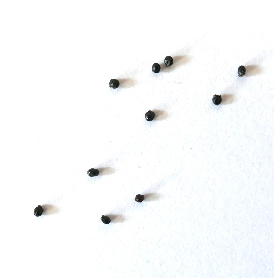 Graines de petit cactus noir Discocactus horstii sur fond blanc pour la propagation