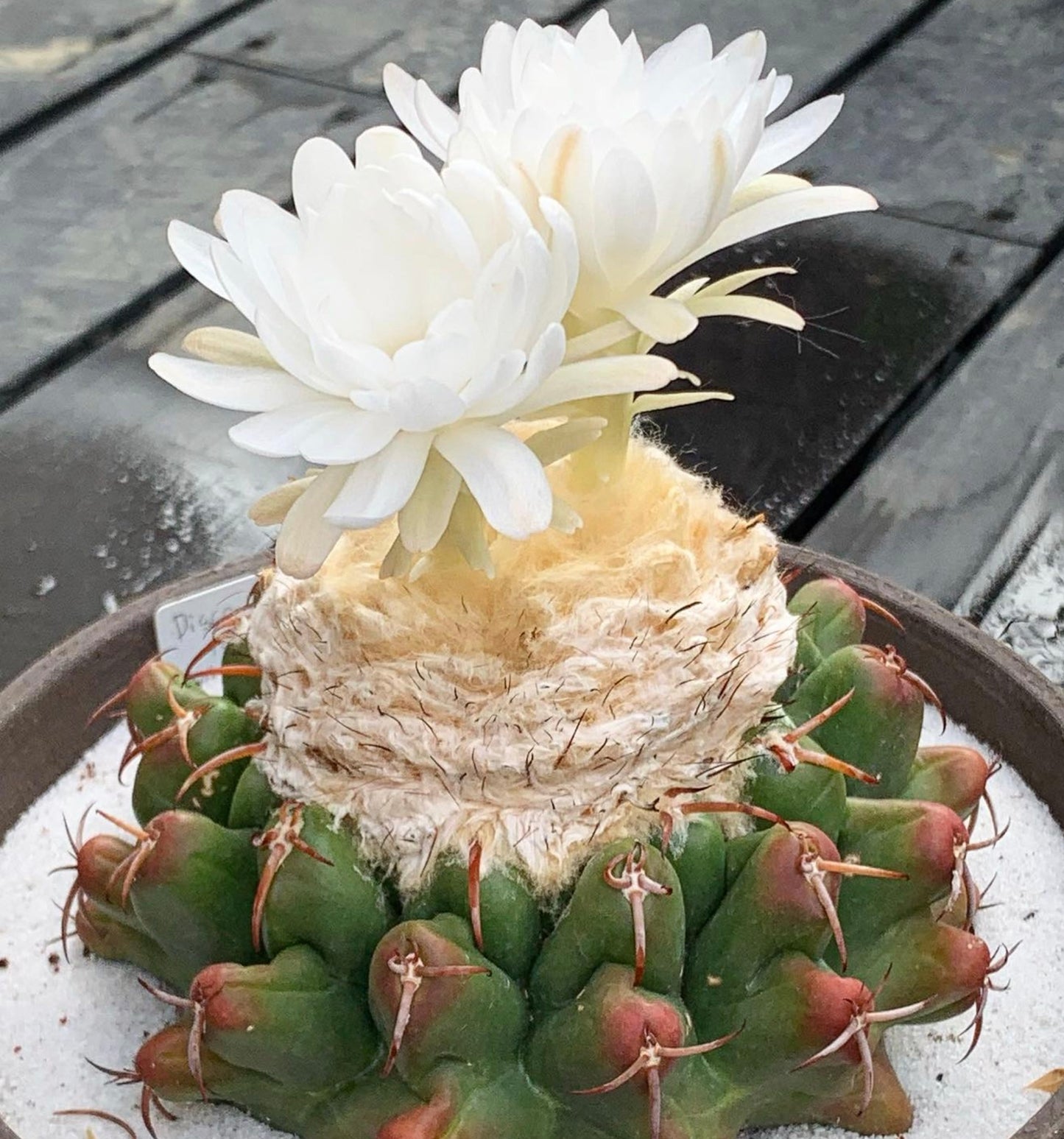 Discocactus pachythele rare cactus with woolly top and large white flowers blooming