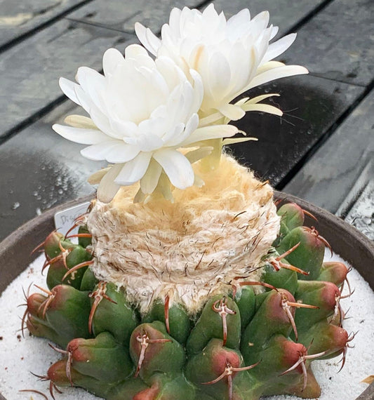 Discocactus pachythele rare cactus with woolly top and large white flowers blooming