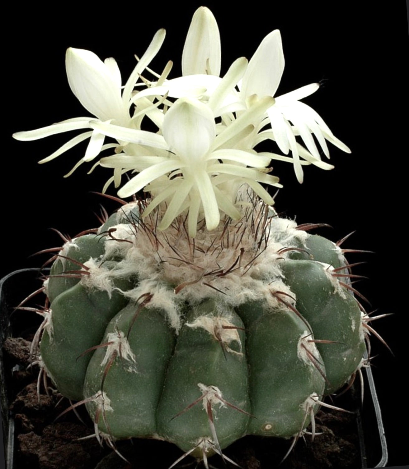 Discocactus pugionacanthus succulent cactus with white star-shaped flowers and brown spines
