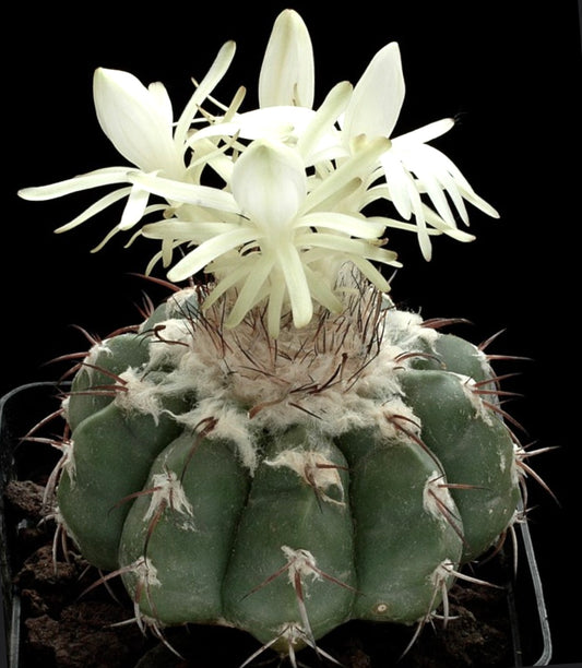 Discocactus pugionacanthus succulent cactus with white star-shaped flowers and brown spines