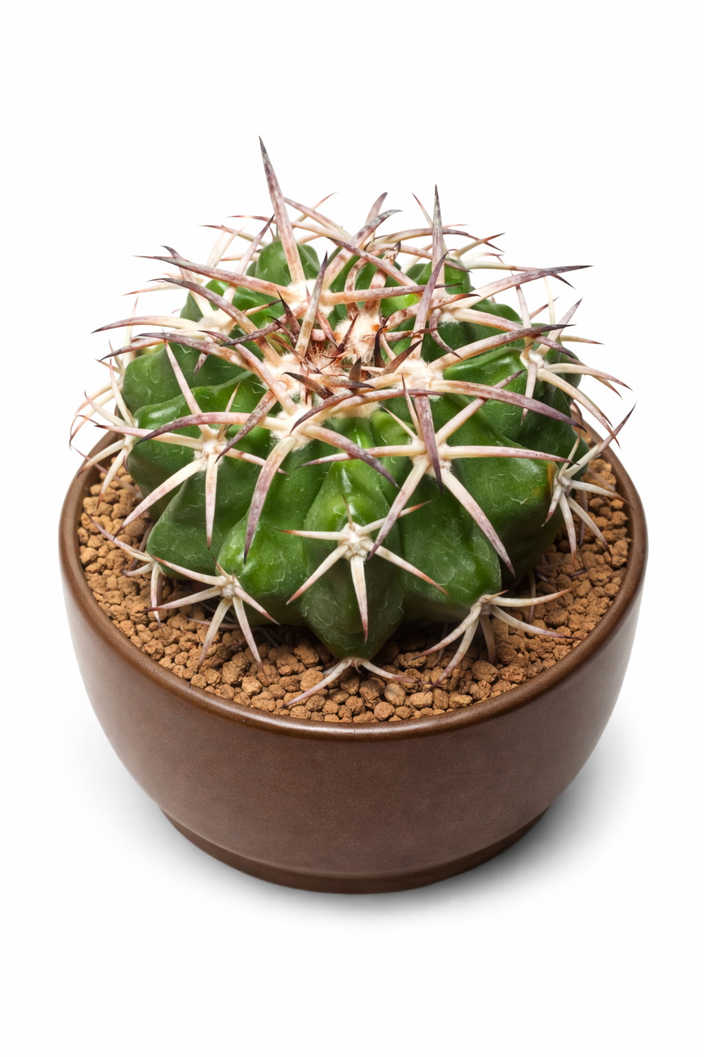 Discocactus sp. cactus suculento con cuerpo verde grueso y largas espinas marrones afiladas en maceta