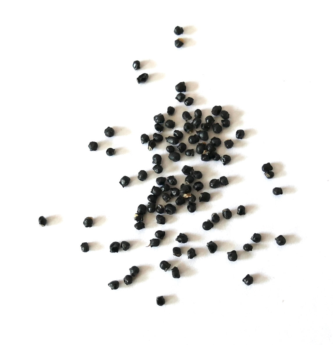 Discocactus spinosior små svarte kaktusfrø spredt på hvit bakgrunn