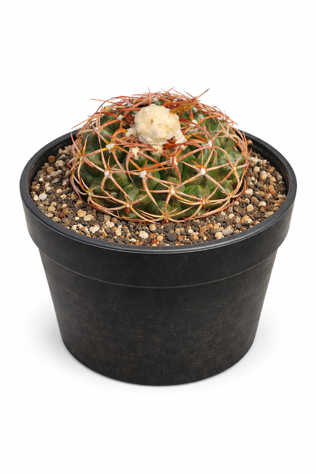 Discocactus subviridigriseus rare cactus with green body and prominent orange spines in black pot