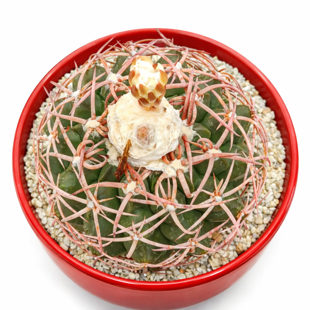 Discocactus subviridigriseus cacto raro com espinhos grossos cor de rosa e corpo verde com costelas em vaso vermelho
