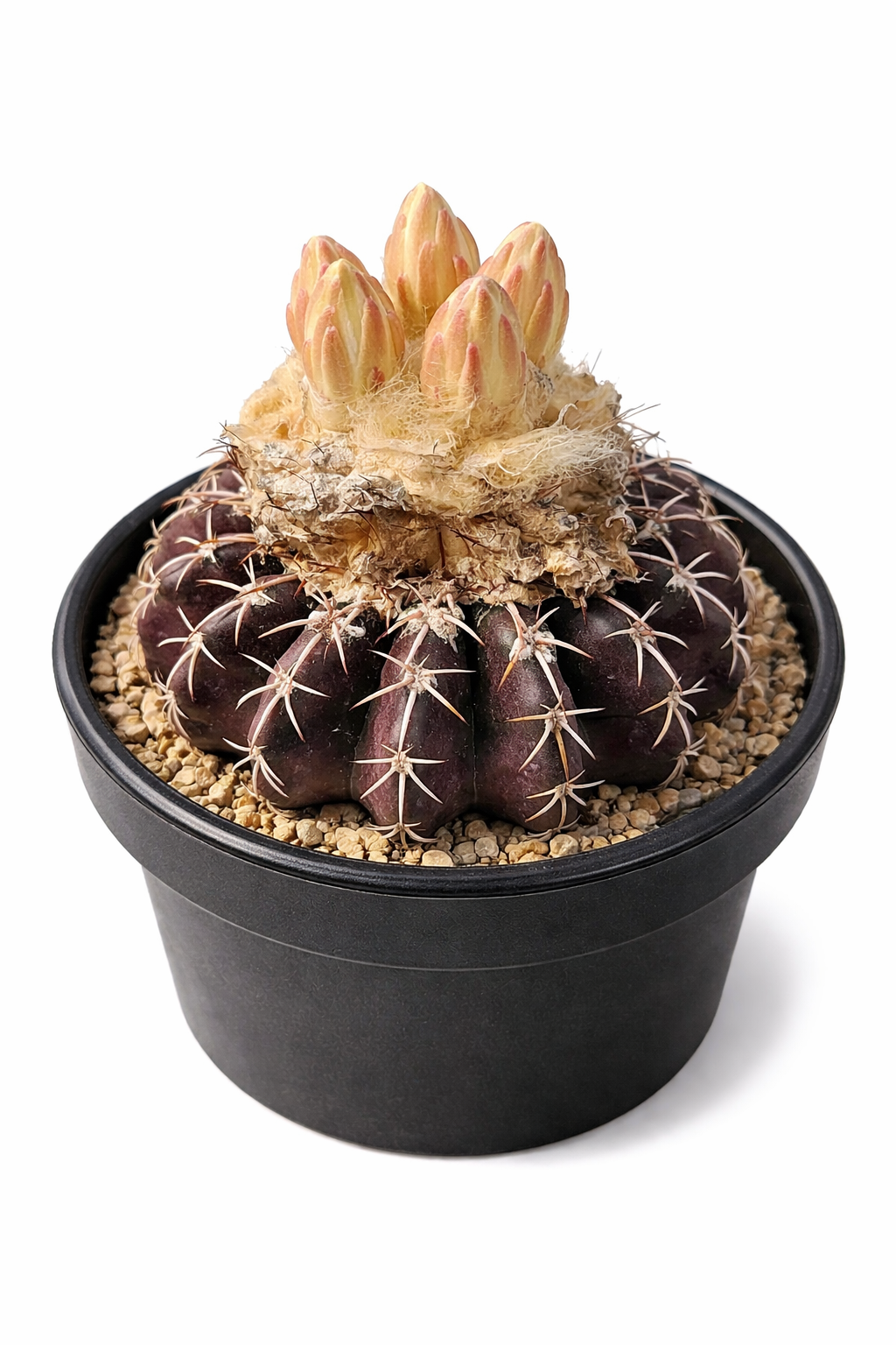 Discocactus woutersianus rare cactus violet foncé avec des boutons jaune crème et des épines acérées dans un pot noir