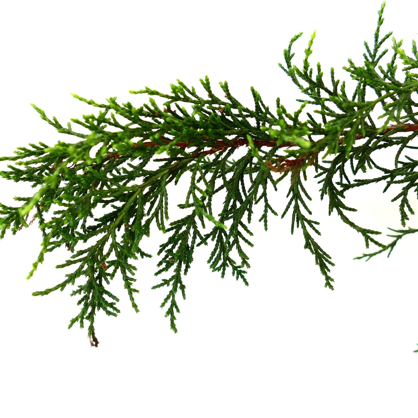 Dettaglio della foglia di Diselma archeri