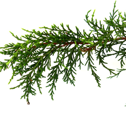 Dettaglio della foglia di Diselma archeri