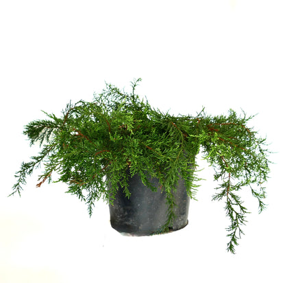 Diselma archeri pianta verde in vaso di plastica nero