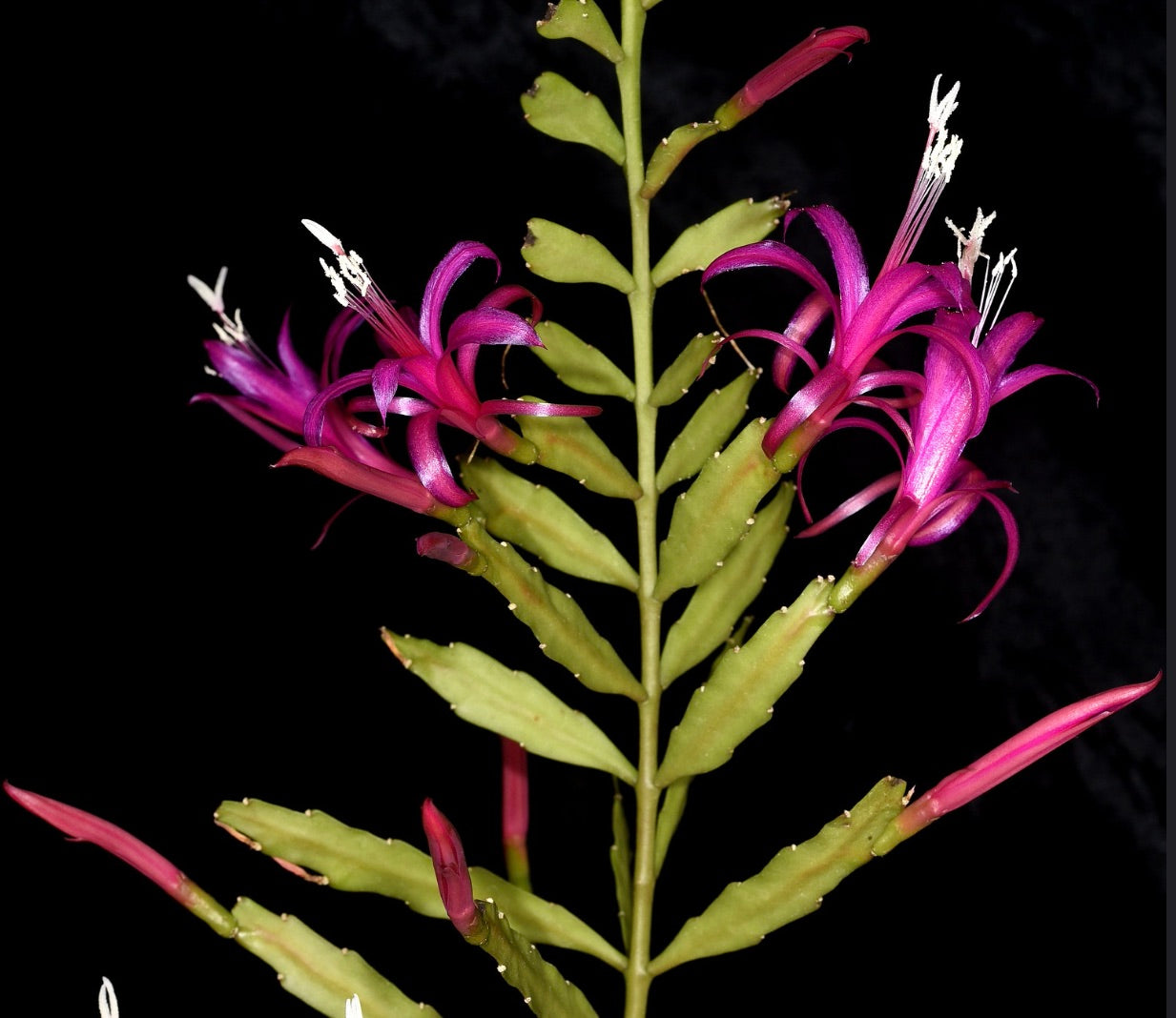 Disocactus biformis livlige rosa rørformede blomster med segmenterte grønne sukkulente stilker mot svart bakgrunn