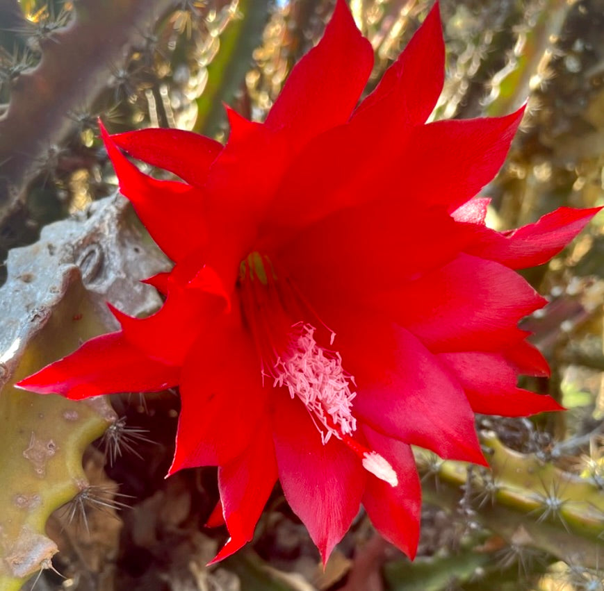Disocactus elegantissimus bright red large cactus flower with spiny green stems