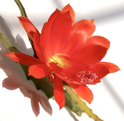 Disocactus speciosus bright red succulent flower with yellow center and green stem