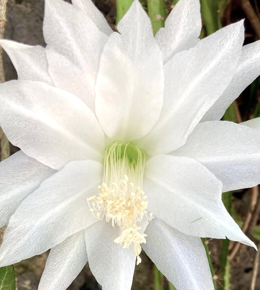 Disocactus speciosus var. amecamensis stor hvit delikat kaktusblomst nærbilde