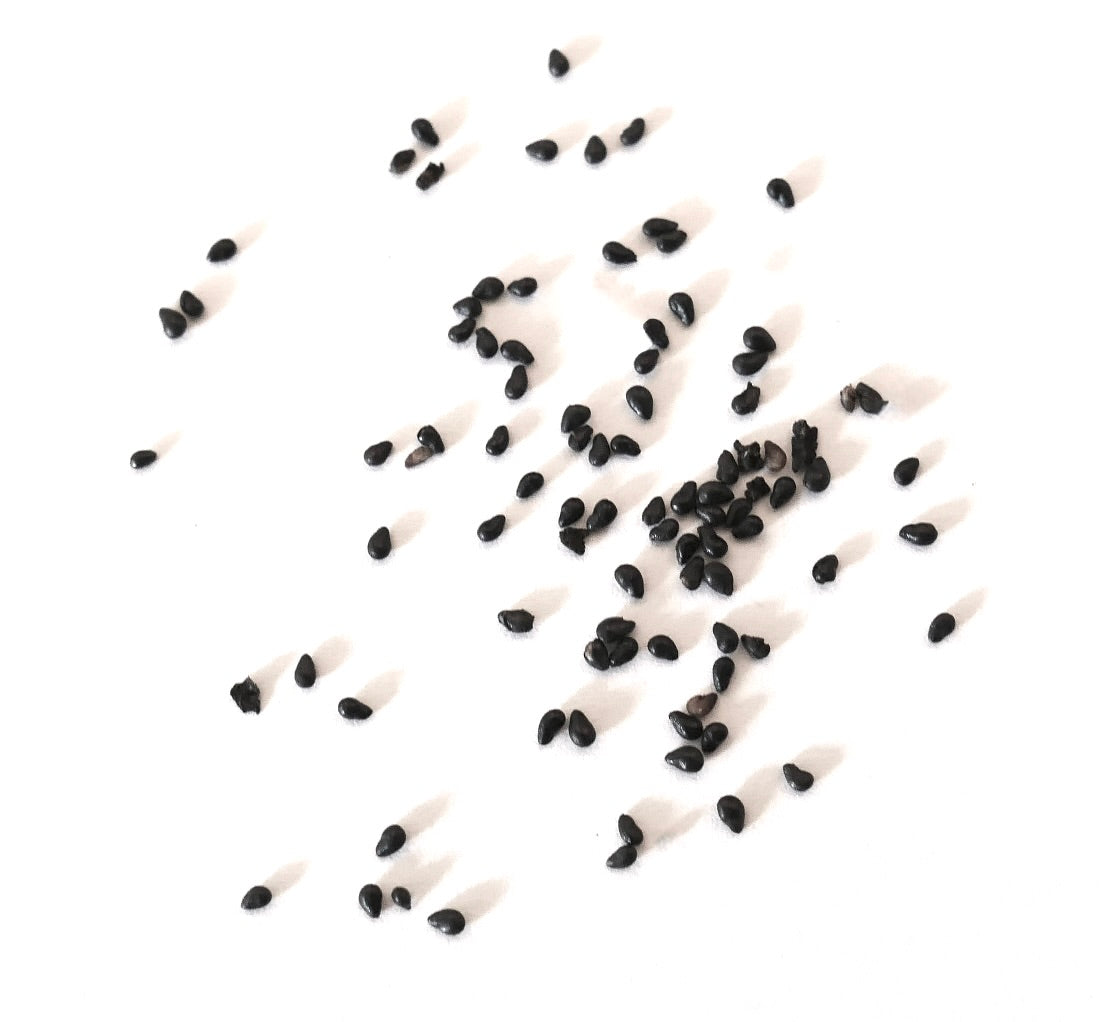 Graines rares de cactus noir Disocactus speciosus var. amecamensis sur fond blanc