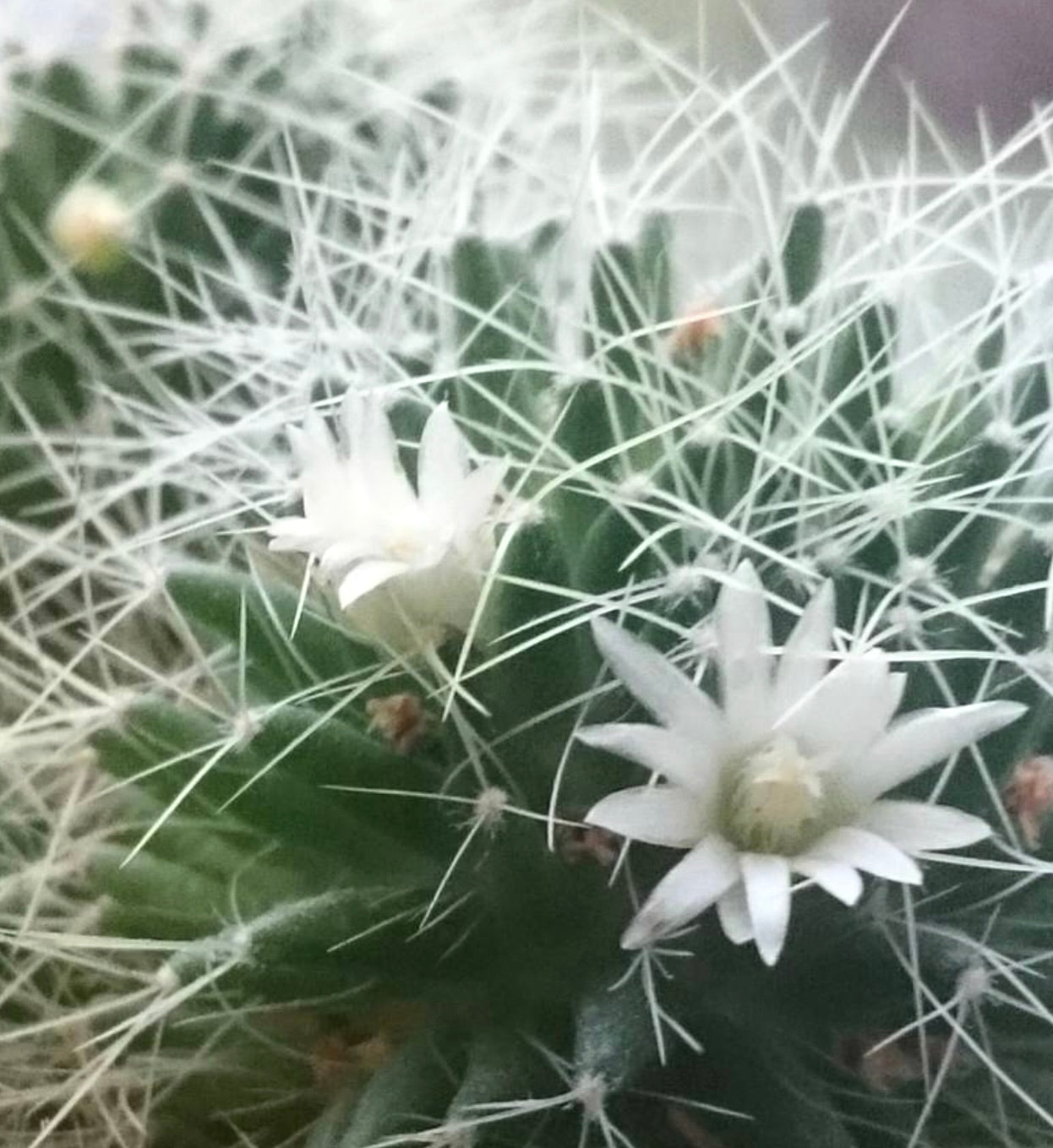 Dolichothele albescens cactus with delicate white flowers and fine white spines close-up