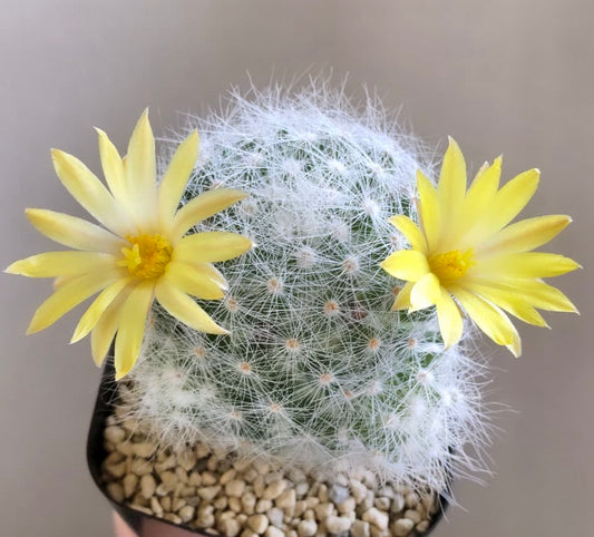 Dolichothele baumii small round cactus with white spines and yellow flowers blooming