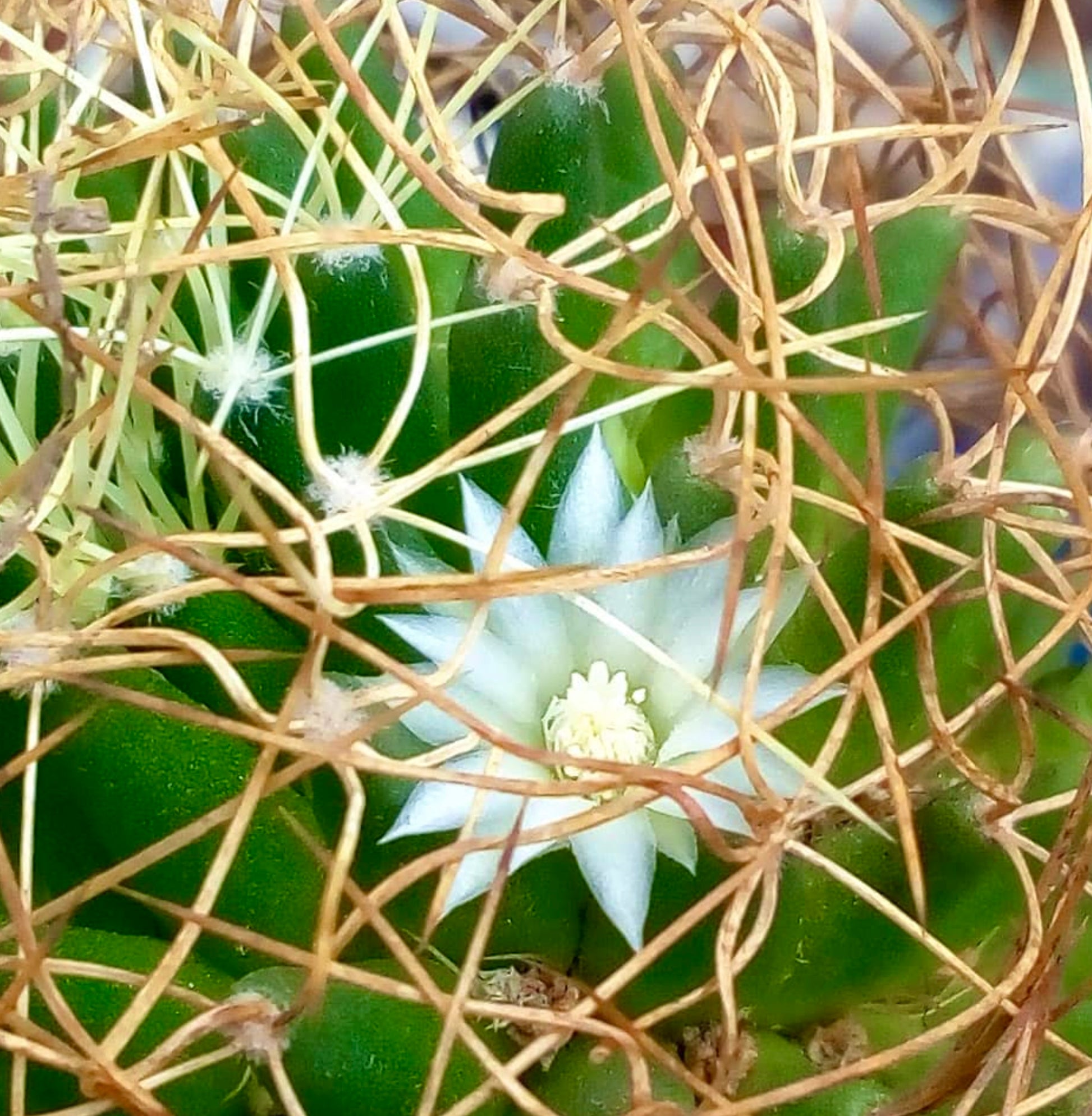 Dolichothele camptotricha green cactus with white star-shaped flower and intricate spines