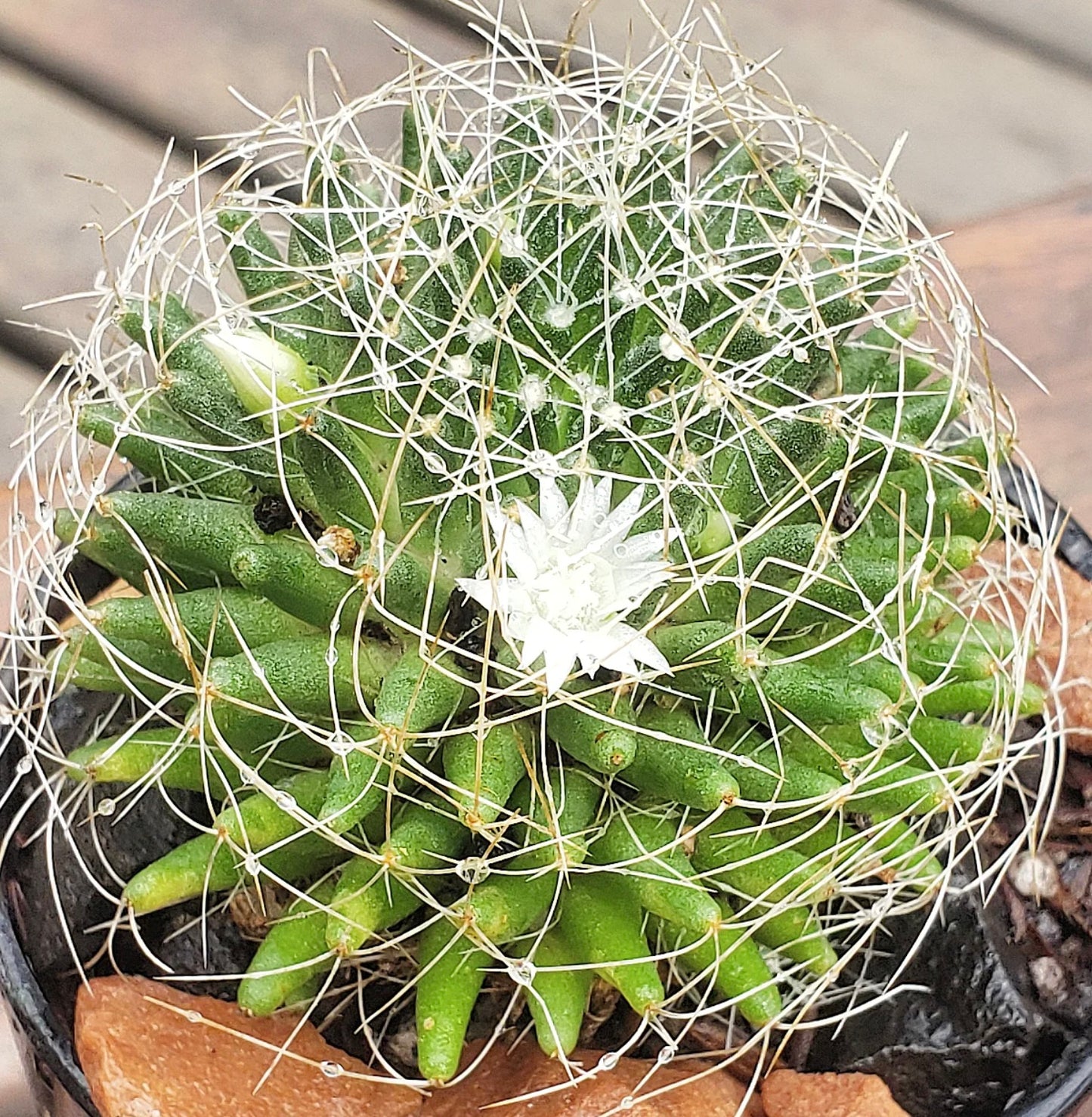 Dolichothele decipiens small green cactus with long white spines and delicate white flower bloom