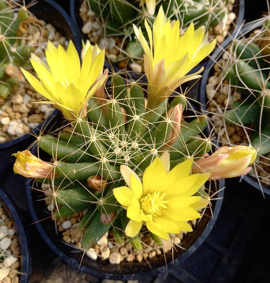 Dolichothele longimamma-kaktus med lysegule blomster og lange torner i potte