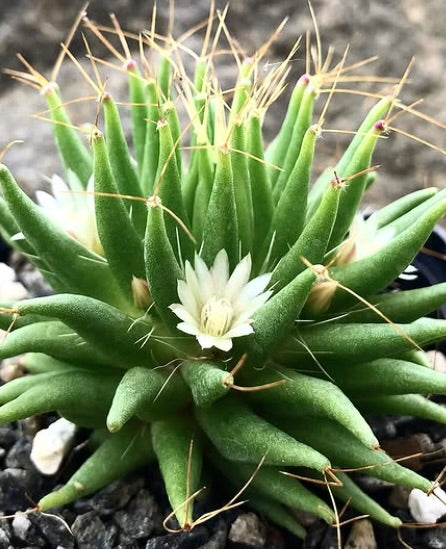 Dolichothele longithele sukkulent med avlange grønne stilker og delikate hvite blomster