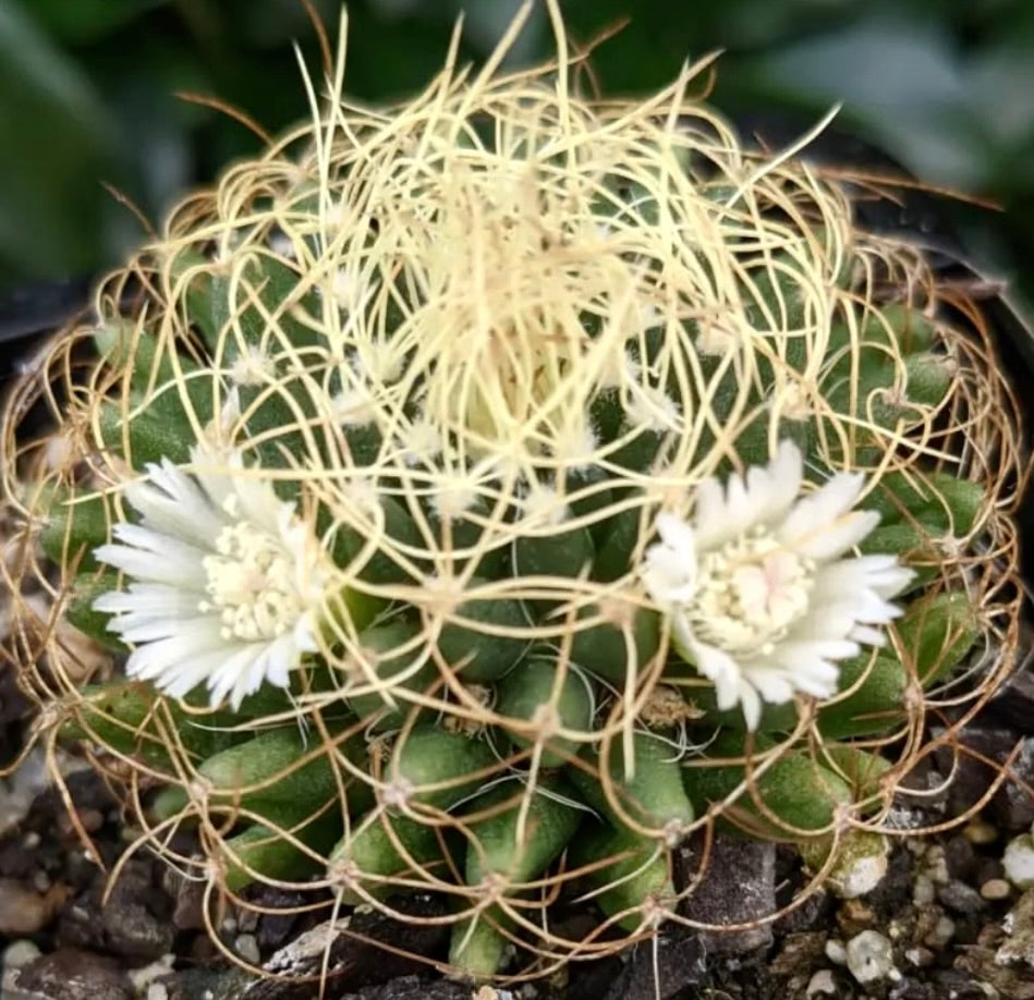 Dolichothele marnier-lapostollei small green cactus with intricate golden spines and white flowers