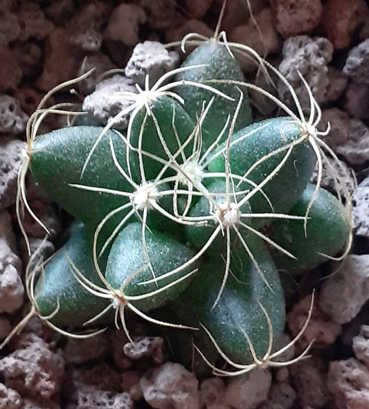 Dolichothele paulii succulent cactus with thick green tubercles and long white spines on rocky soil