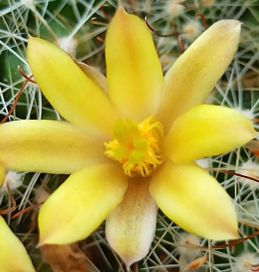 Dolichothele surculosa yellow star-shaped flower with fine white spines background