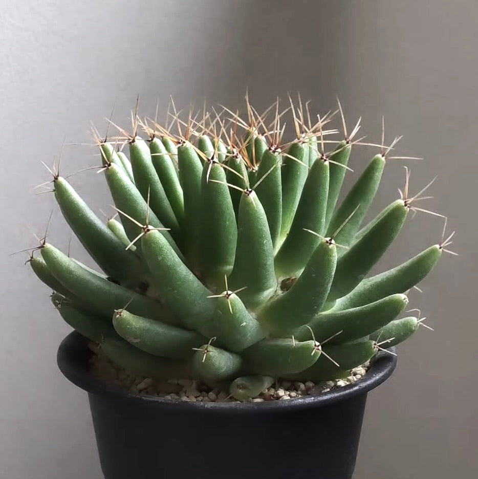 Dolichothele uberiformis saftig kaktus med forlengede grønne stilker og skarpe torner i potte