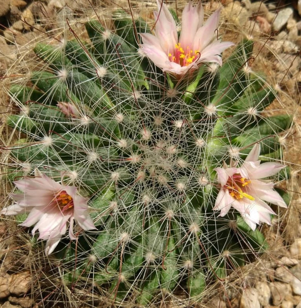Dolichothele zephyranthoides-kaktus med delikate rosa blomster og innviklede hvite pigger