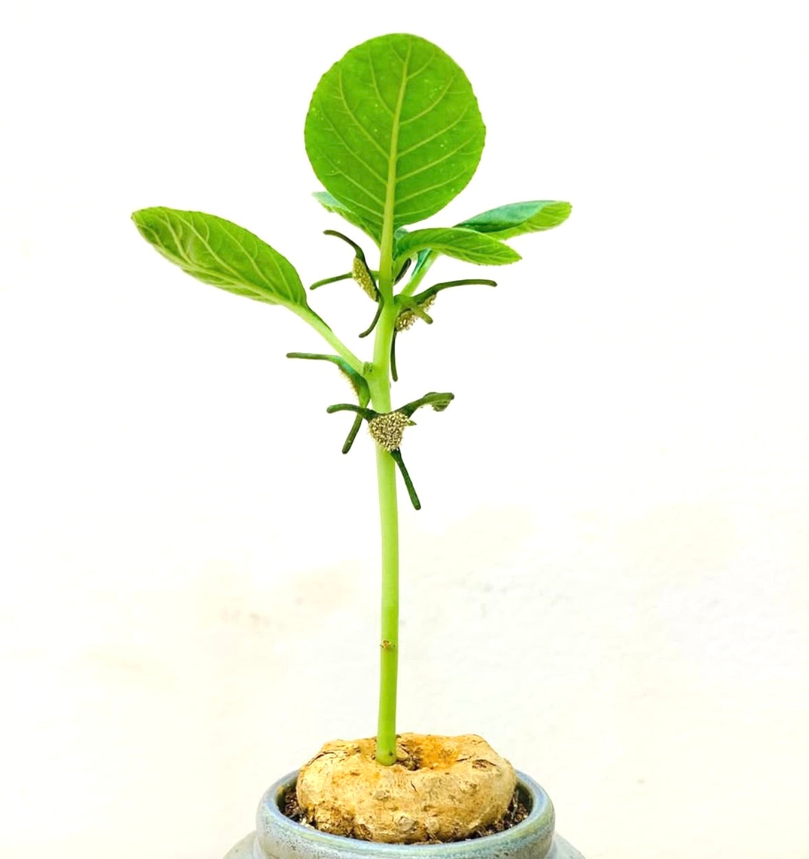 Dorstenia cuspidata rare succulente avec caudex épais et feuilles vert vif en pot