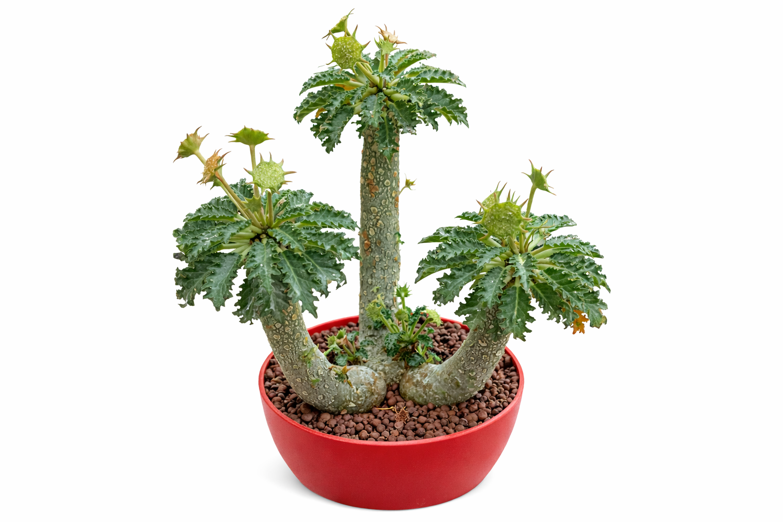 Dorstenia horwoodii sukkulent med tykke, teksturerte stammer og taggete grønne blader i rød potte