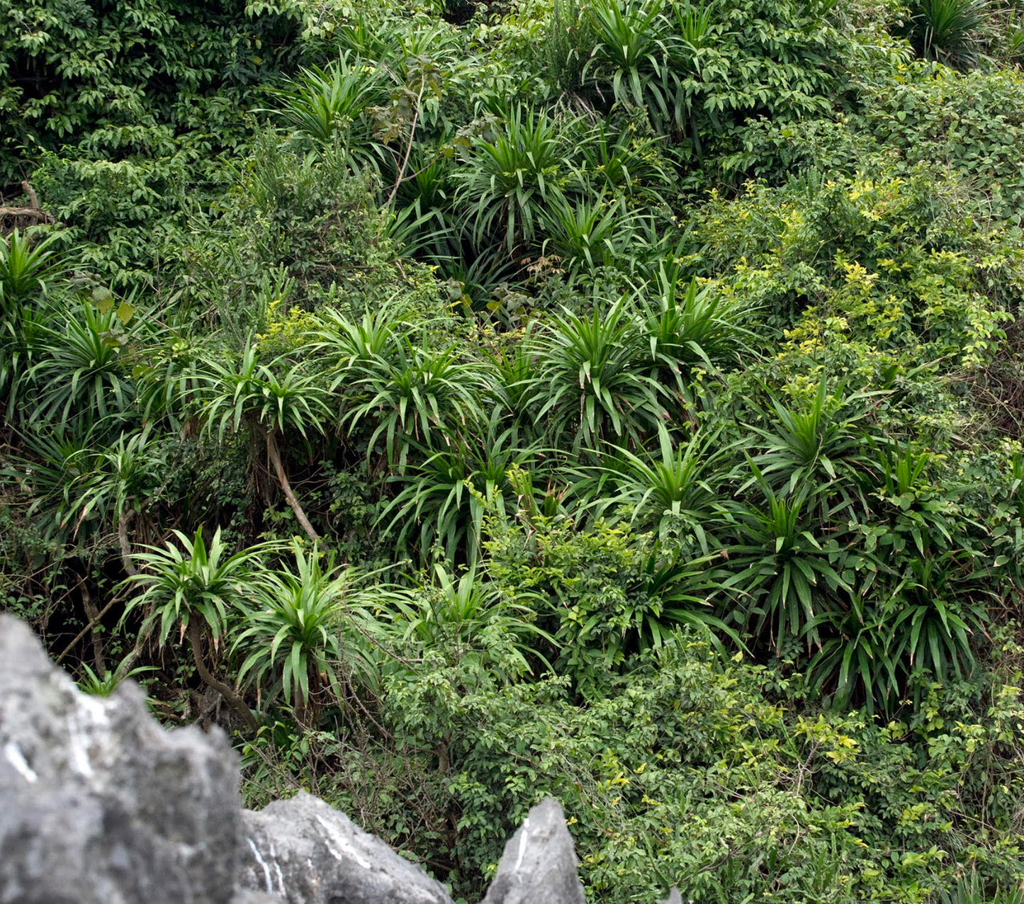 Dracaena cambodiana dense green foliage with long narrow leaves on rocky hillside