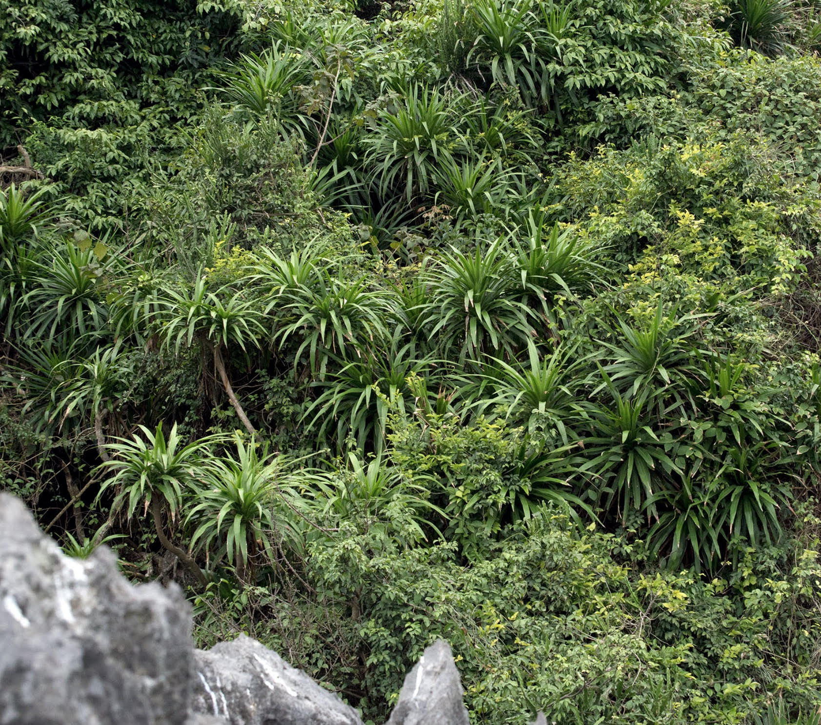 Dracaena cambodiana dense green foliage with long narrow leaves on rocky hillside
