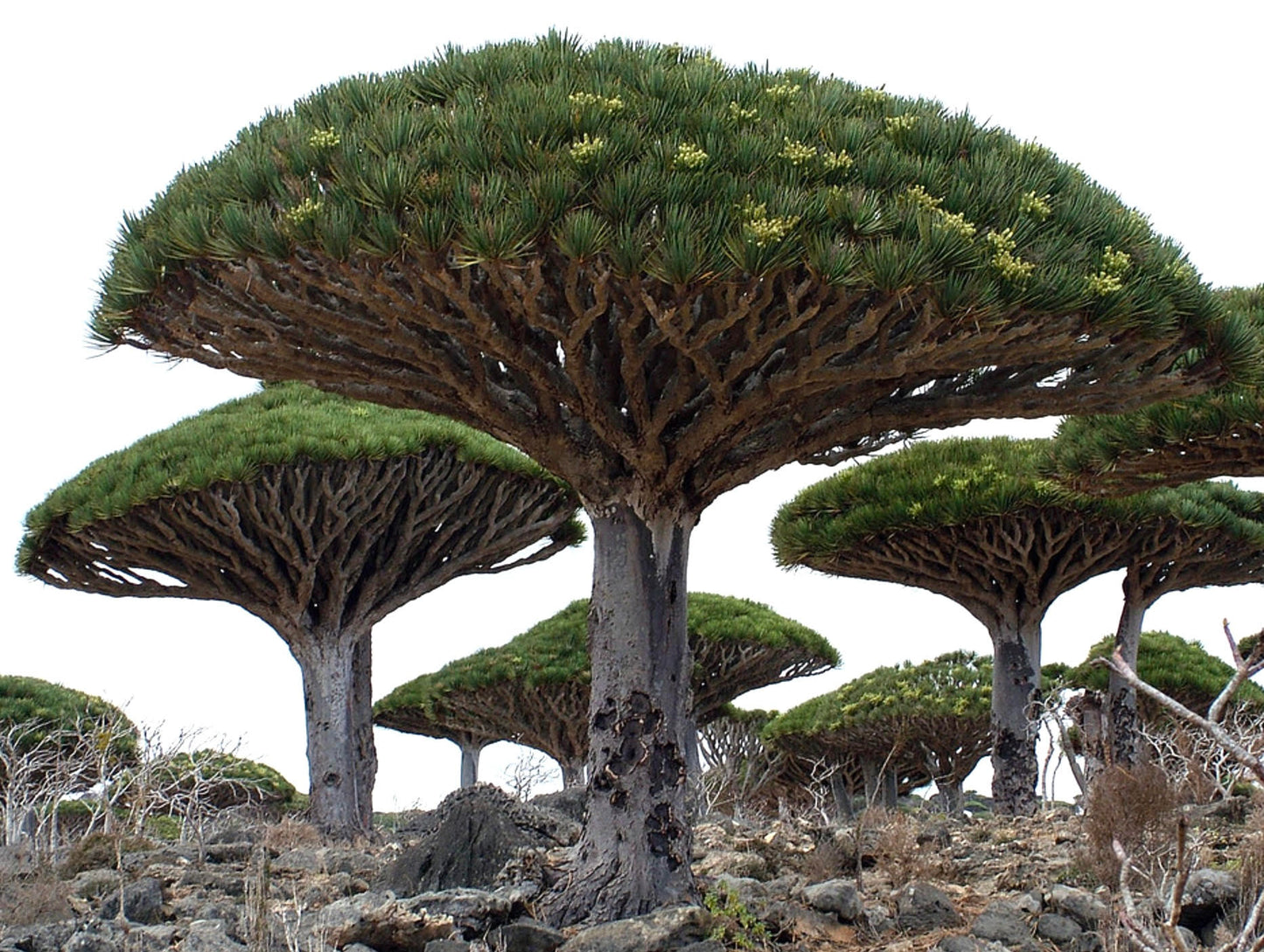 Dracaena draco, arbre succulent rare en forme de parapluie avec un tronc épais et un feuillage vert dense