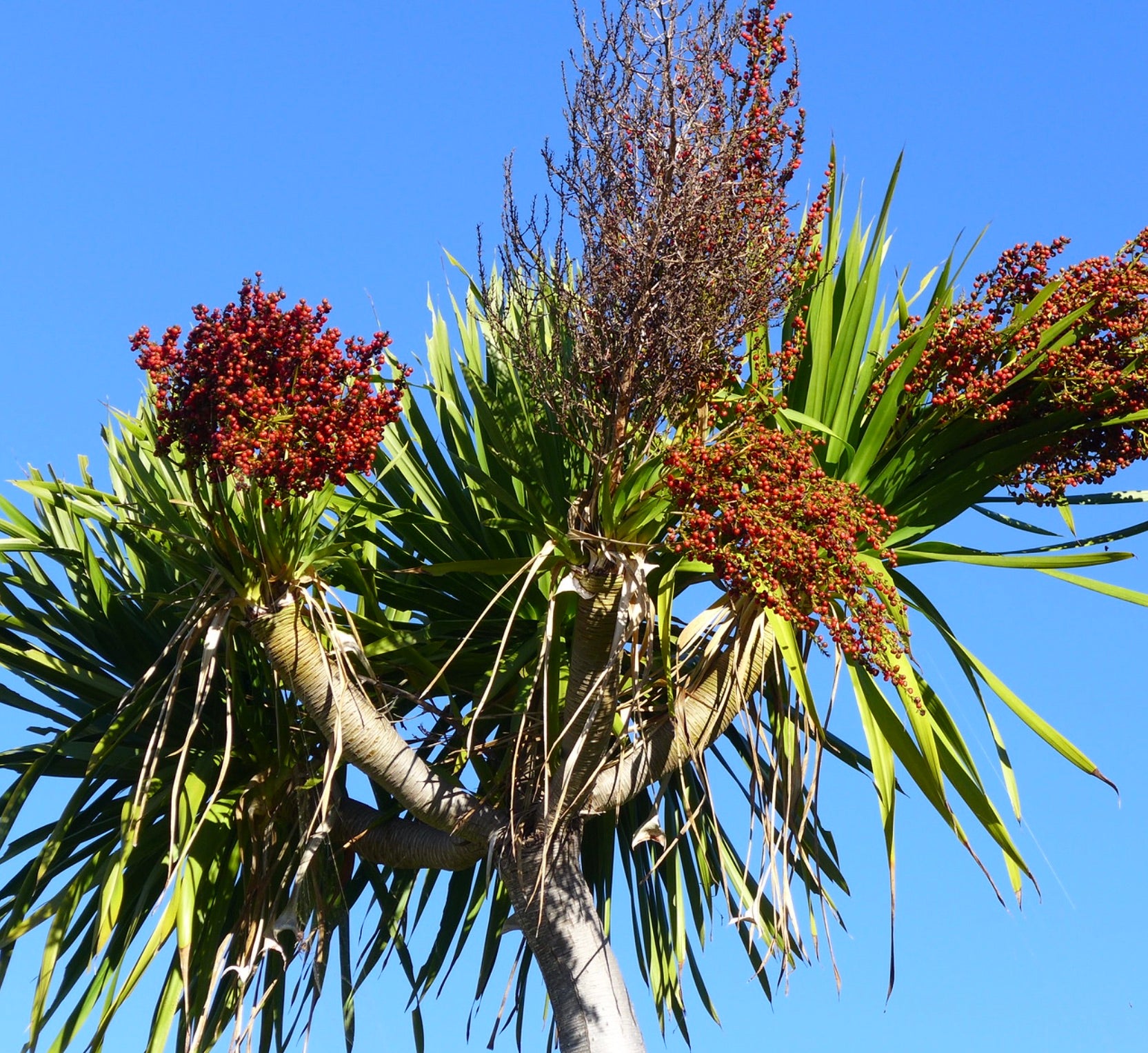 Dracaena cochinchinensis tropischer Baum mit stacheligen grünen Blättern und roten Beerenständen vor blauem Himmel