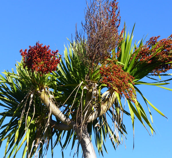 Dracaena cochinchinensis