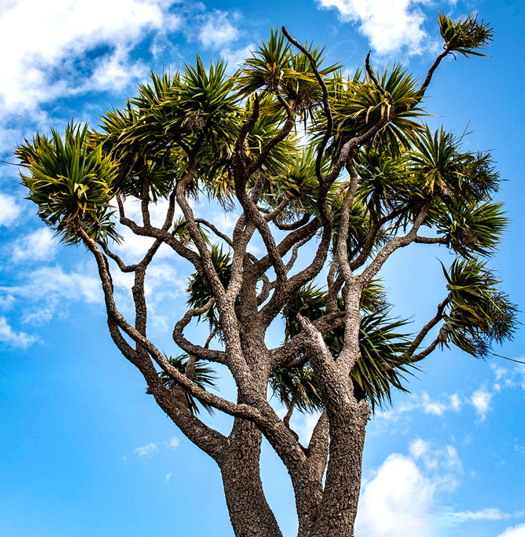 Dracaena cordyline